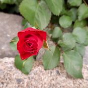 rouge rose
