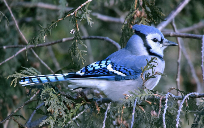 "TORONTO BLUE JAY" Scarborough Bluffs, Bluffers Park, Scarborough, ON