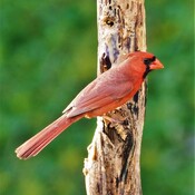 Cardinal Wow