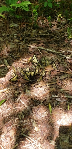 Papillon tigré de l'Est. Parc national de la Jacques-Cartier, Chemin du Parc-National, Stoneham-et-Tewkesbury, QC