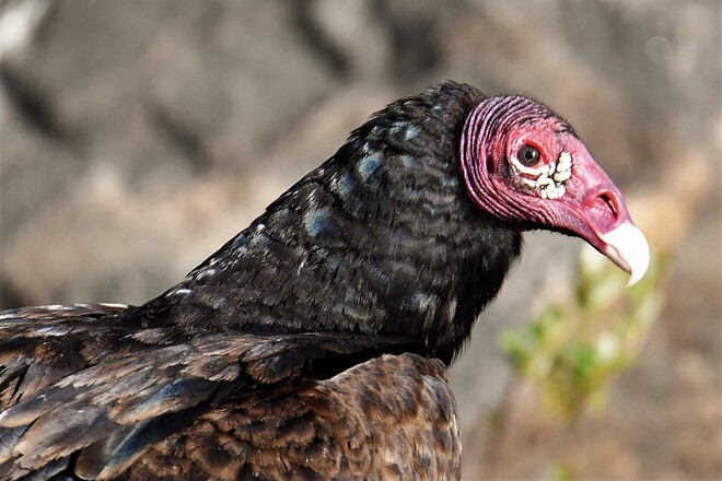Turkey Vulture. Petawawa, ON