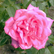 Rose &#39;Miss All-American Beauty&#39;