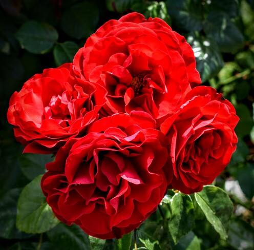 roses Kelowna, BC