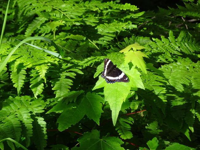 Butterflies Sudbury, ON
