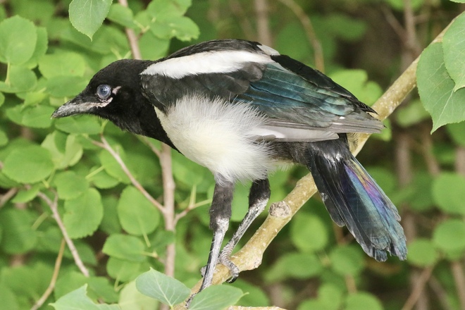 Magpie youngster… Saskatoon, SK