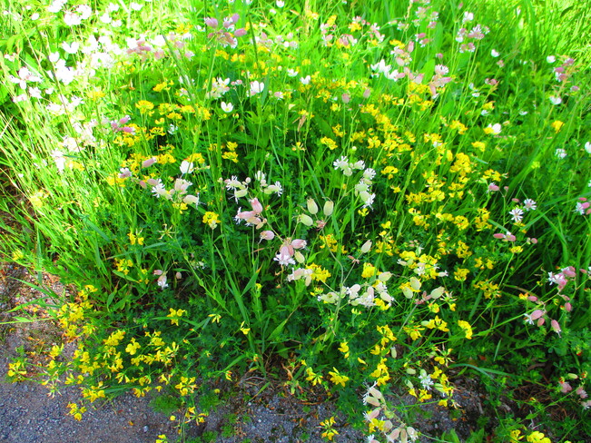 Wildflowers & A Bee, Kilmarnock, Ontario 1315-1305 Kilmarnock Rd, Jasper, ON K0G 1G0, Canada