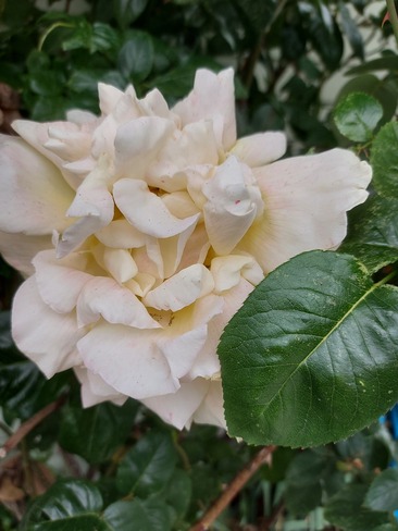 Blossoming beauty Sechelt, BC