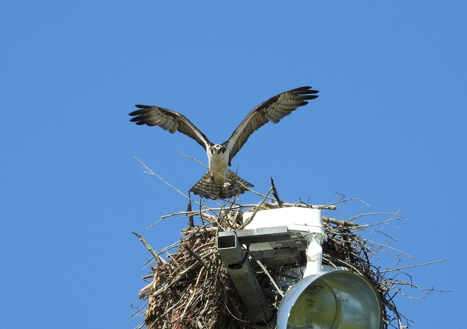 Osprey coming home to watch the Ball Game NEW DUNDEE