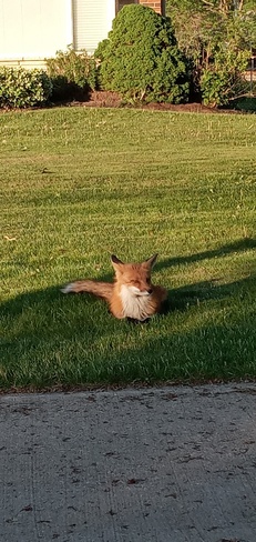 friendly fox Whitby, ON