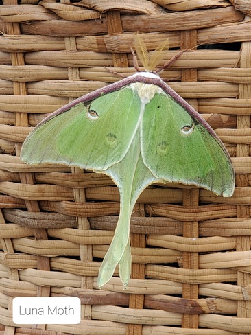 Luna Moth Tatamagouche, NS