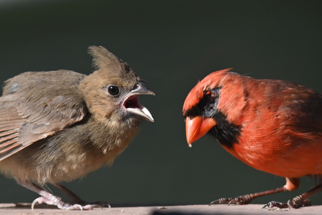 Cardinal mâle nourissant son petit. Saint-Basile-le-Grand, QC