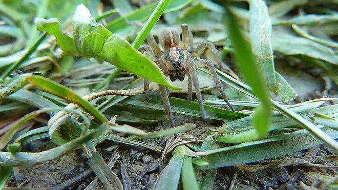 Eight legged little crawler in grass. Toronto, ON