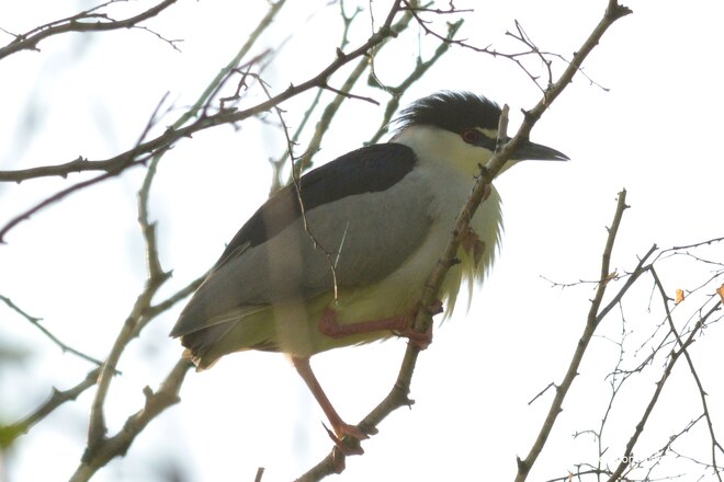 Night Heron, chilling in a tree Toronto, ON