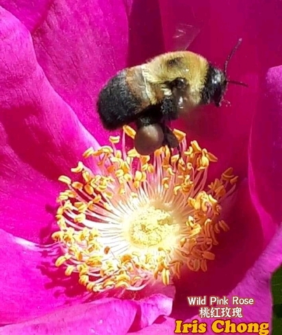 June 18 2021 20C Busy bee on pink Rose in Thornhill Thornhill, ON