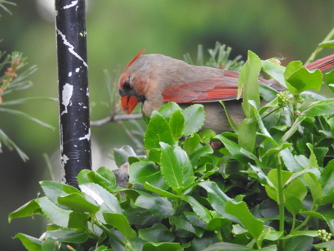 Young Cardinals being fed by both parents NEW DUNDEE