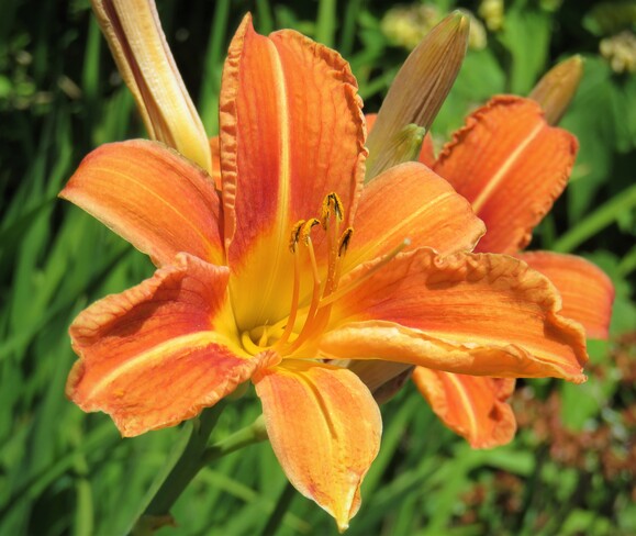 day lily Vancouver, BC