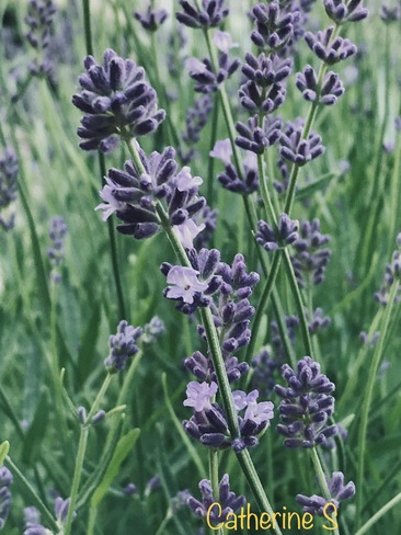 Field of Lavenders Toronto, ON