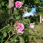 roses rustiques