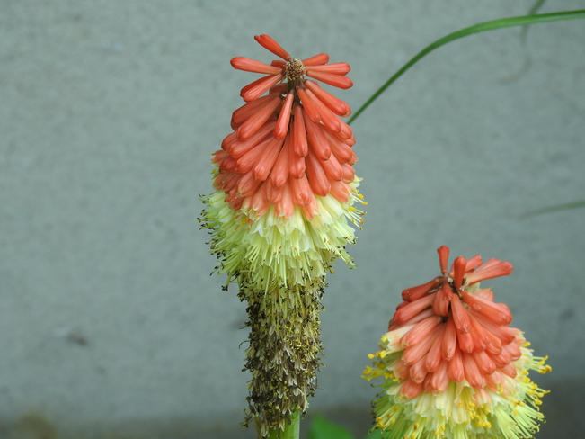 Red Hot Poker Plant NEW DUNDEE
