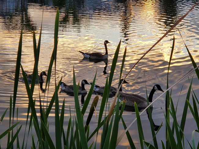 Canadian Geese family swim Edmonton, AB