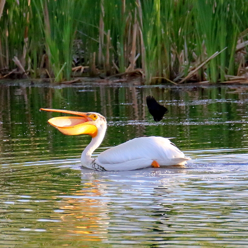 American white pelican and red-winged blackbird Parkland County, AB