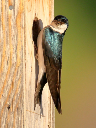 Tree swallows Parkland County, AB