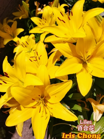 June 22 2021 16C Nice day!:) Pretty Yellow Lilies in Thornhill Thornhill, ON