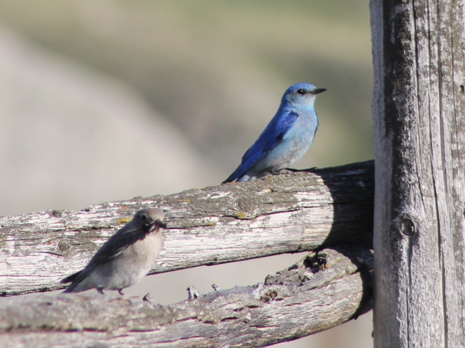 Mountain Bluebird Partners Lethbridge, Alberta, CA