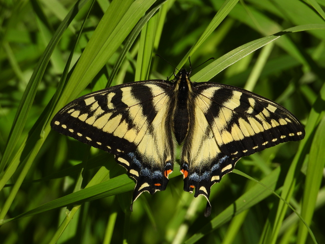 Un beau papillon Monarque Matane, QC