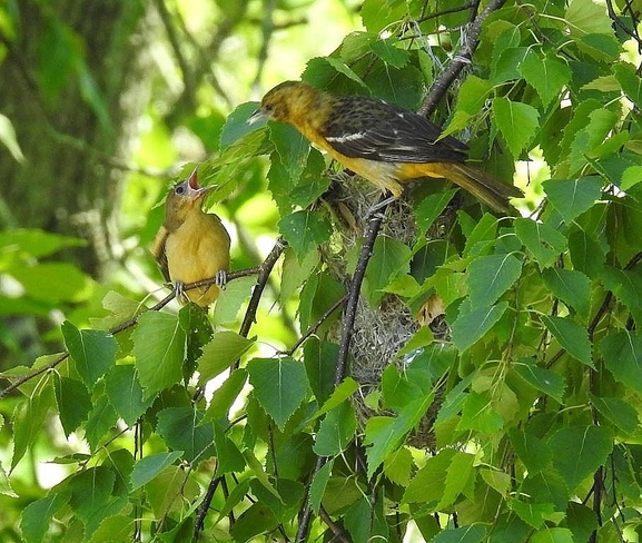 Oriole chick and mom Northumberland County, ON