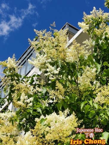 June 24 2021 25C I love Summer! Japanese lilac embraces the blue sky -Thornhill Thornhill, ON