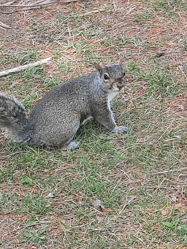 petit écureuil Mascouche, QC