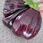 Récolte de l&#39;aubergine mutante