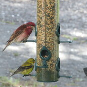Oiseaux colorés mangeant