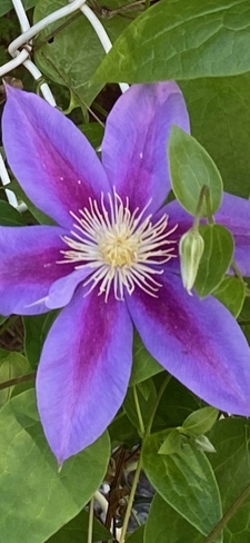 Belle fleur Terrebonne, Québec, CA