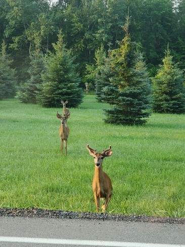 Early morning visitors Cumberland, ON