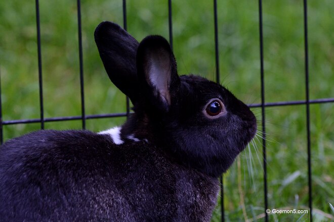 backyard bunny Toronto, ON