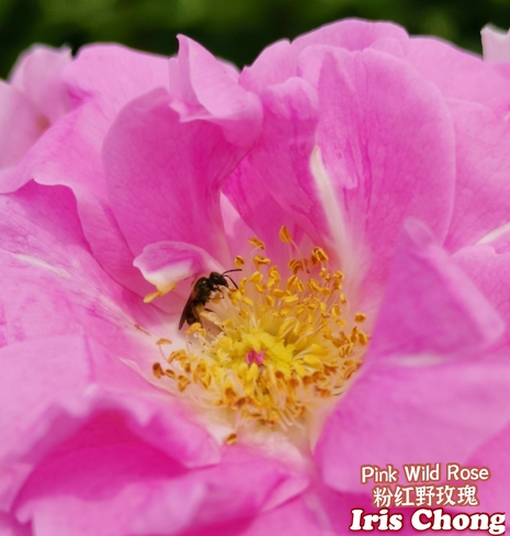 July 16 2021 21C Happy Friday!:) The last pretty pink wild Rose in Thornhill Thornhill, ON