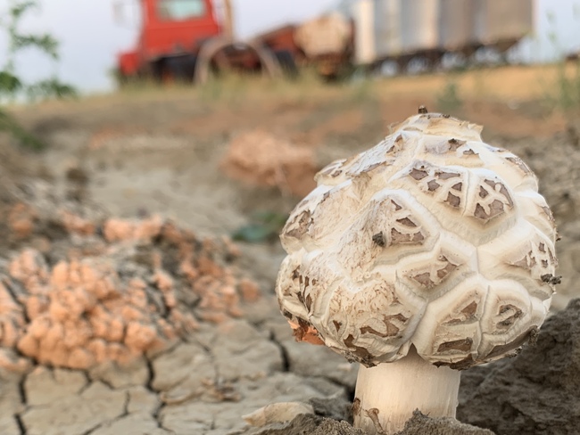 Mushroom in a potato patch Cabri, SK