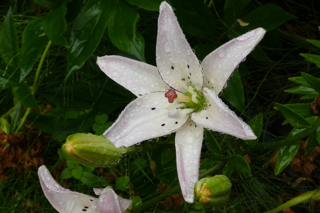Beautiful lily in the rain Dufferin County, ON