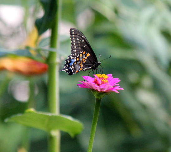 Swallowtail butterfly London, ON