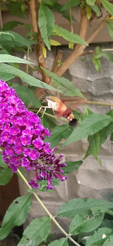 Humming Bird Moth Windsor, ON