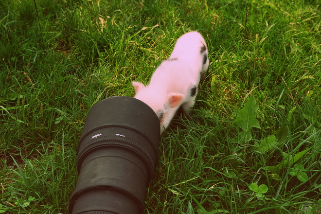 Piglet checking things out Prince Edward County, ON