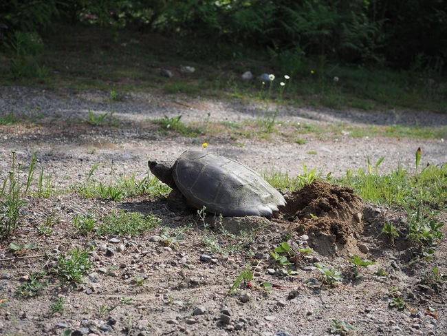 Snapping Turtle Laying Her Eggs Gelert, ON