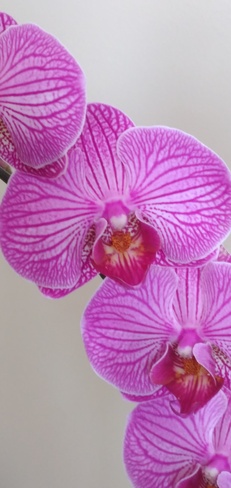 Orchidée superbe! Saint-Jérôme, QC