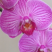 Orchidée superbe!
