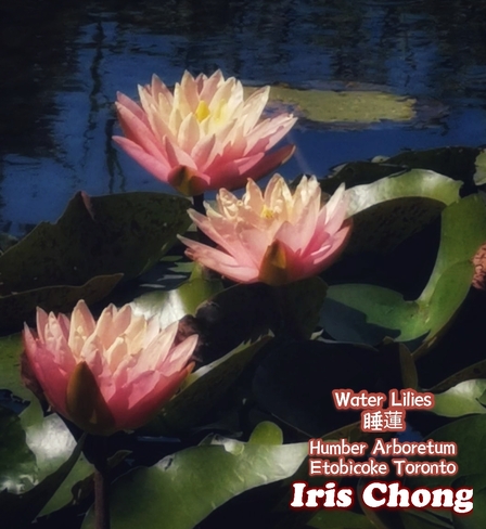 July 22 2021 24C Water Lilies - Humber Arboretum Etobicoke Toronto Etobicoke, ON