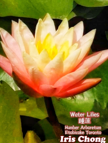 July 22 2021 24C Water Lily - Humber Arboretum Etobicoke Toronto Etobicoke, ON