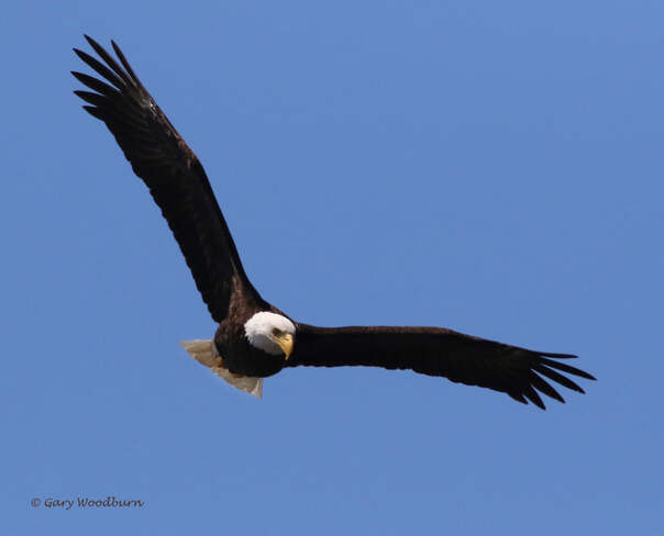 2021-07-21 - Bald Eagle, on the search for food, over Esquimalt Lagoon Esquimalt Lagoon, Colwood, BC