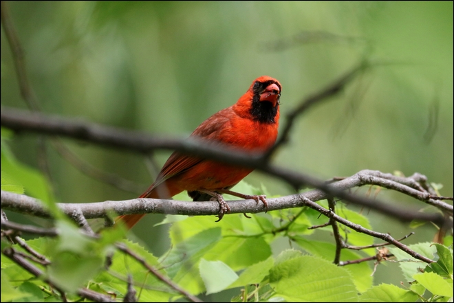 Cardinal mâle Montréal, QC